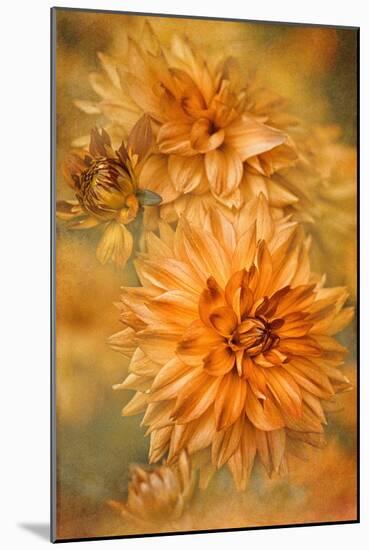 GOLDEN GLOW-Jacky Parker-Mounted Giclee Print