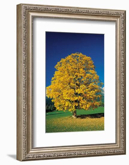 Golden Glowing Beech-null-Framed Art Print