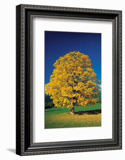 Golden Glowing Beech-null-Framed Art Print