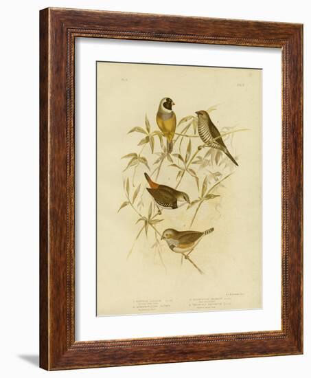 Golden Grass Finch, 1891-Gracius Broinowski-Framed Giclee Print