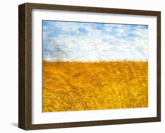 Golden Grass in the Wind-Robert Cattan-Framed Photographic Print