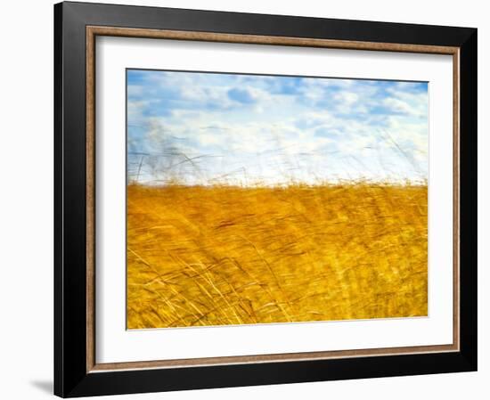 Golden Grass in the Wind-Robert Cattan-Framed Photographic Print