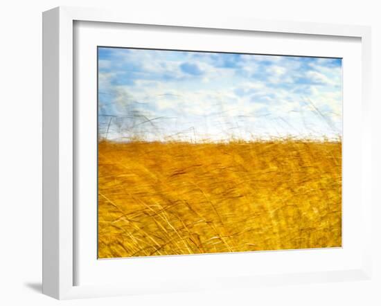 Golden Grass in the Wind-Robert Cattan-Framed Photographic Print