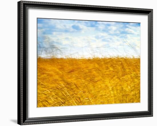 Golden Grass in the Wind-Robert Cattan-Framed Photographic Print