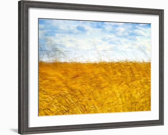 Golden Grass in the Wind-Robert Cattan-Framed Photographic Print