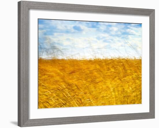 Golden Grass in the Wind-Robert Cattan-Framed Photographic Print