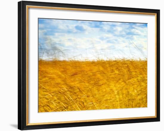 Golden Grass in the Wind-Robert Cattan-Framed Photographic Print