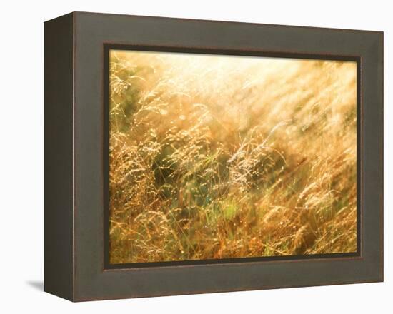 Golden Grass-null-Framed Premier Image Canvas