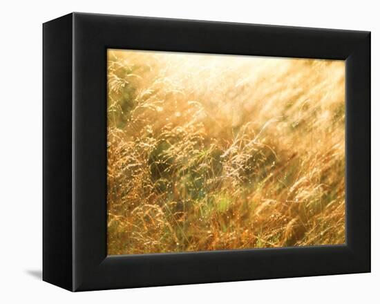 Golden Grass-null-Framed Premier Image Canvas