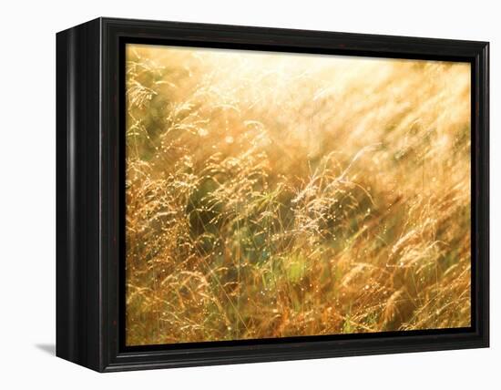 Golden Grass-null-Framed Premier Image Canvas