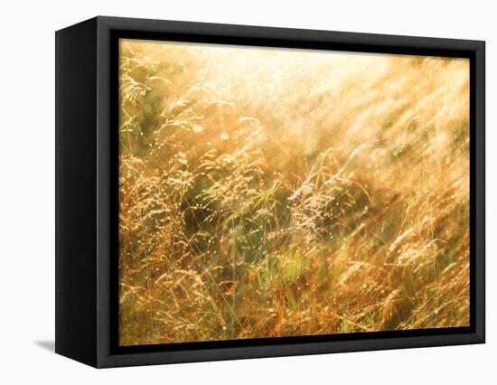 Golden Grass-null-Framed Premier Image Canvas