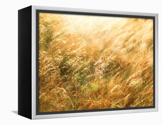 Golden Grass-null-Framed Premier Image Canvas