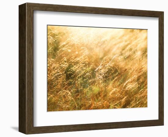 Golden Grass-null-Framed Photographic Print