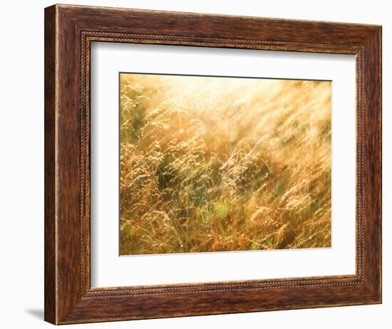 Golden Grass-null-Framed Photographic Print