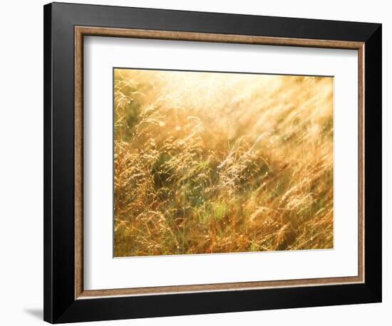 Golden Grass-null-Framed Photographic Print