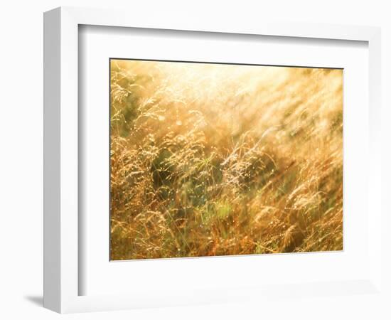 Golden Grass-null-Framed Photographic Print