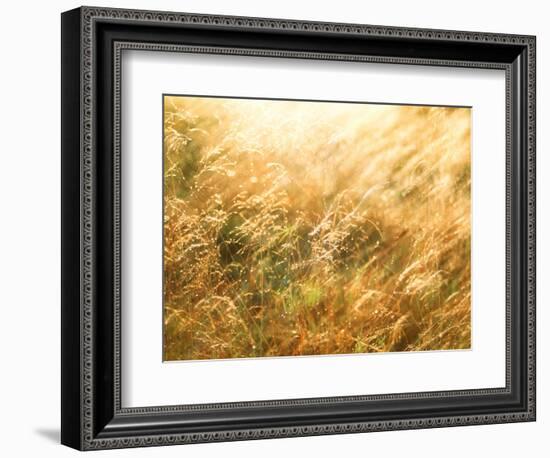 Golden Grass-null-Framed Photographic Print