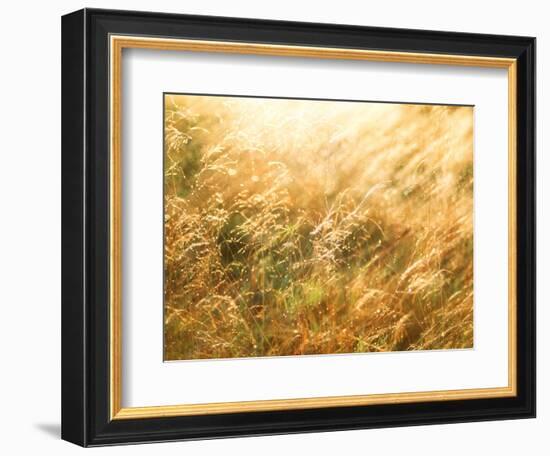 Golden Grass-null-Framed Photographic Print