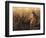 Golden Grass-Leo Stans-Framed Art Print