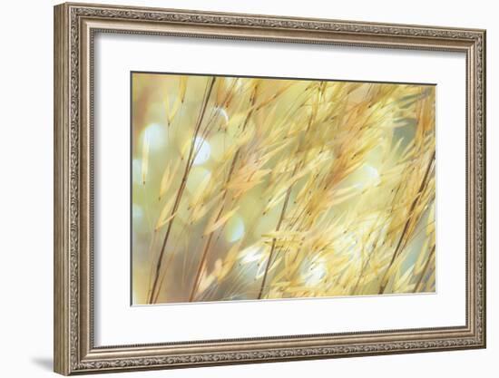 Golden Grasses-Don Paulson-Framed Giclee Print