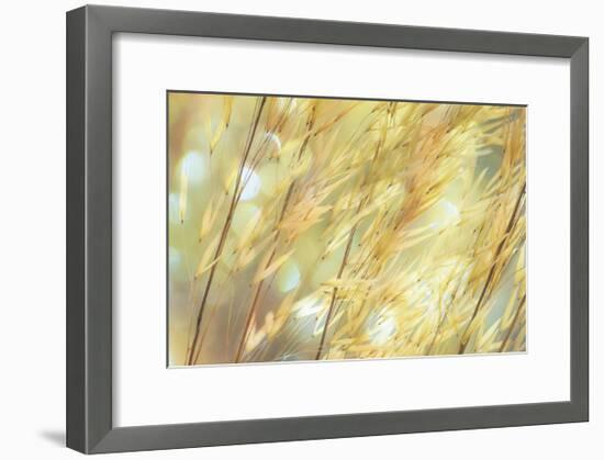 Golden Grasses-Don Paulson-Framed Giclee Print