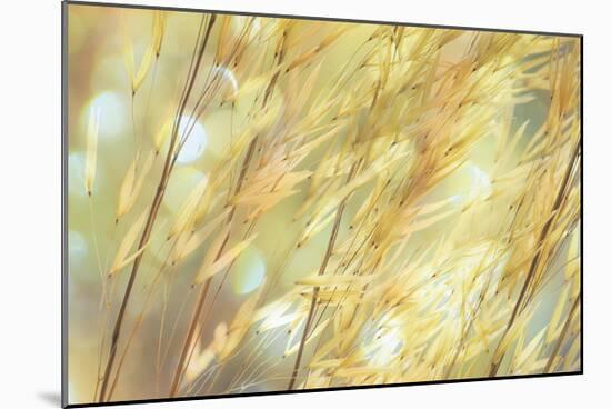 Golden Grasses-Don Paulson-Mounted Giclee Print