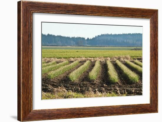 Golden Green Rows-Dana Styber-Framed Photographic Print