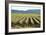 Golden Green Rows-Dana Styber-Framed Photographic Print