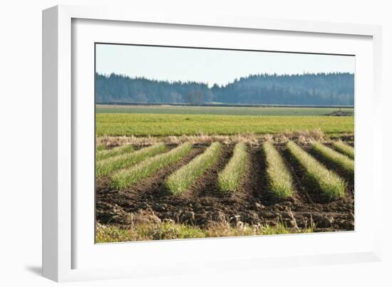 Golden Green Rows-Dana Styber-Framed Photographic Print