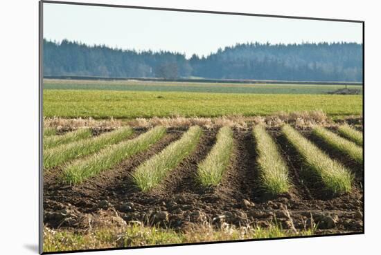 Golden Green Rows-Dana Styber-Mounted Photographic Print