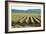 Golden Green Rows-Dana Styber-Framed Photographic Print