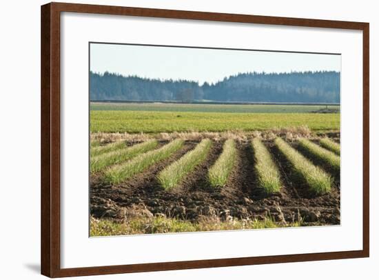 Golden Green Rows-Dana Styber-Framed Photographic Print