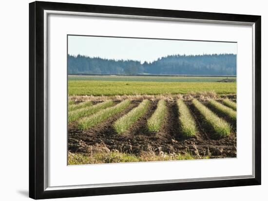 Golden Green Rows-Dana Styber-Framed Photographic Print