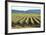 Golden Green Rows-Dana Styber-Framed Photographic Print