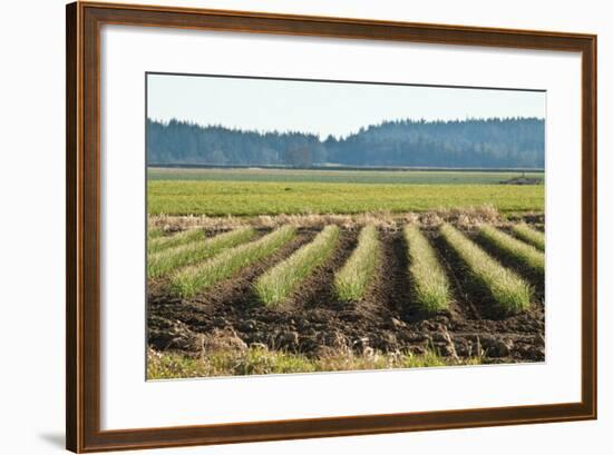 Golden Green Rows-Dana Styber-Framed Photographic Print