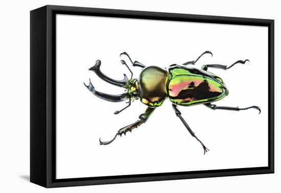 Golden green stag beetle, adult male with big mandibles and a shiny iridescent coloration, Italy-Emanuele Biggi-Framed Premier Image Canvas