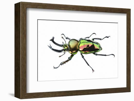 Golden green stag beetle, adult male with big mandibles and a shiny iridescent coloration, Italy-Emanuele Biggi-Framed Photographic Print