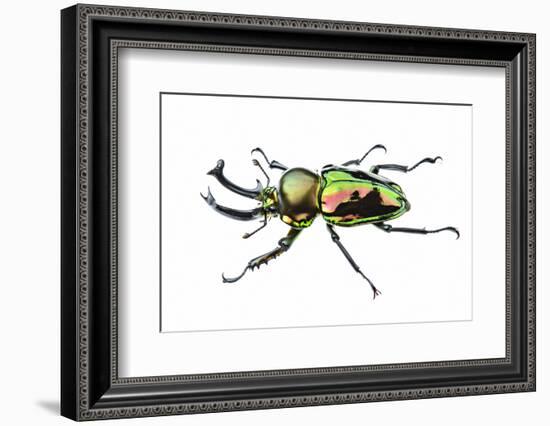 Golden green stag beetle, adult male with big mandibles and a shiny iridescent coloration, Italy-Emanuele Biggi-Framed Photographic Print