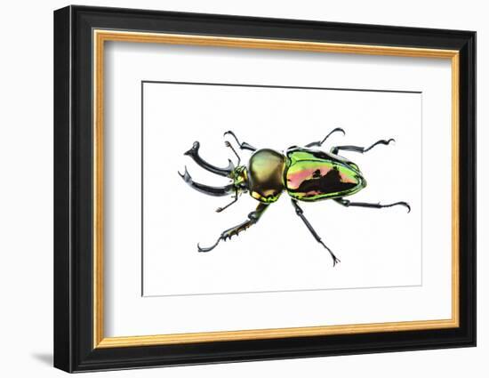 Golden green stag beetle, adult male with big mandibles and a shiny iridescent coloration, Italy-Emanuele Biggi-Framed Photographic Print