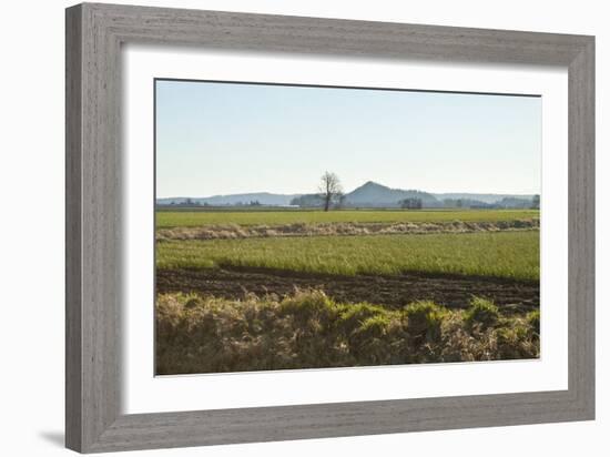 Golden Greens-Dana Styber-Framed Photographic Print