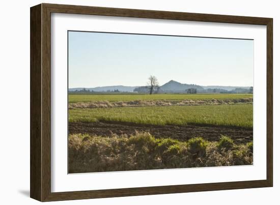 Golden Greens-Dana Styber-Framed Photographic Print