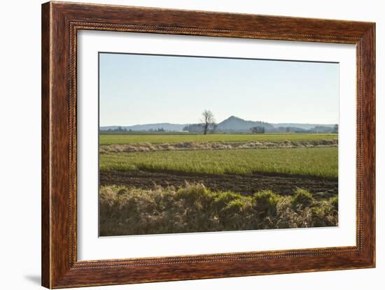 Golden Greens-Dana Styber-Framed Photographic Print