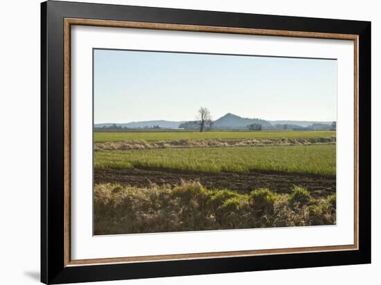 Golden Greens-Dana Styber-Framed Photographic Print