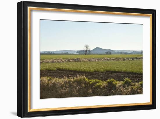 Golden Greens-Dana Styber-Framed Photographic Print