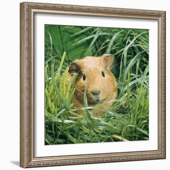 Golden Guinea Pig in Long Grass, UK-Jane Burton-Framed Photographic Print