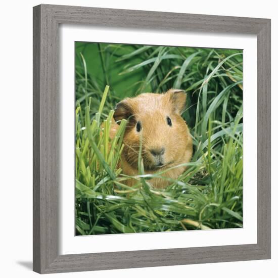 Golden Guinea Pig in Long Grass, UK-Jane Burton-Framed Photographic Print