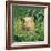 Golden Guinea Pig in Long Grass, UK-Jane Burton-Framed Photographic Print