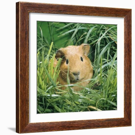 Golden Guinea Pig in Long Grass, UK-Jane Burton-Framed Photographic Print