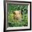 Golden Guinea Pig in Long Grass, UK-Jane Burton-Framed Photographic Print