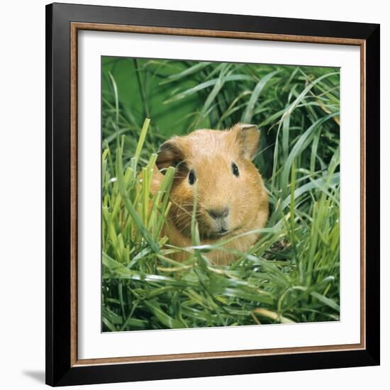 Golden Guinea Pig in Long Grass, UK-Jane Burton-Framed Photographic Print